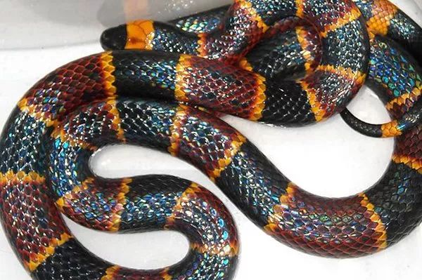 13種隱藏在美麗軀體下的超危險“最致命的恐怖毒蛇”