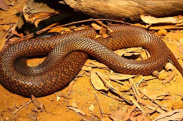 13種隱藏在美麗軀體下的超危險“最致命的恐怖毒蛇”