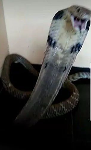 14歲少年被自己眼鏡王蛇咬到拍照炫耀，12小時后慘死