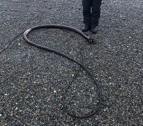 體長是人類身高4倍！海邊出現“圓頭海蛇”無人敢靠近