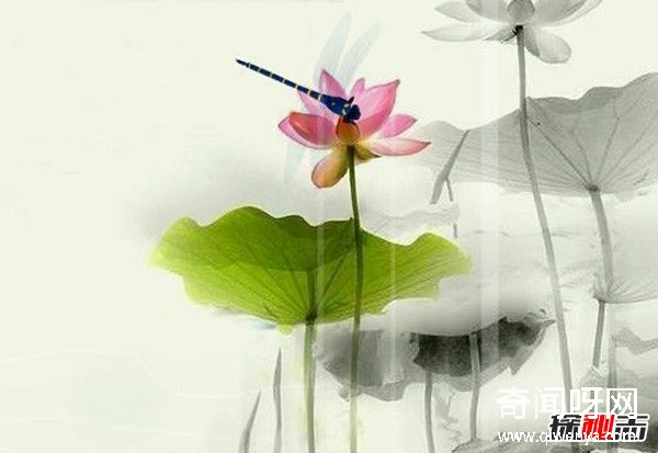 風(fēng)水學(xué)里蜻蜓寓意什么?蜻蜓全身有什么秘密?(真相揭秘)