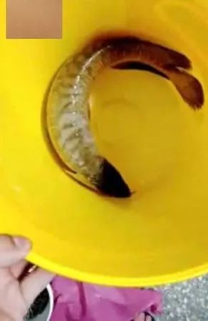 他手術前2天“6年白龍魚”翻肚暴斃，風水魚擋煞拿命報恩