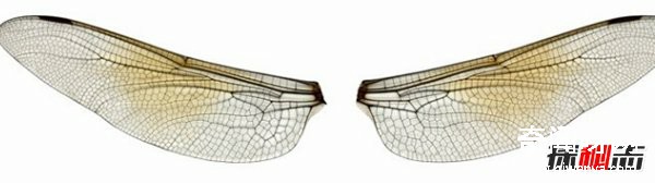 風(fēng)水學(xué)里蜻蜓寓意什么?蜻蜓全身有什么秘密?(真相揭秘)