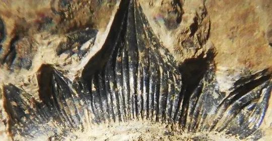 發現3億年前“哥斯拉鯊魚”,擁有恐龍背鰭