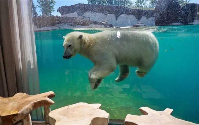 神仙度假村：可以跟海象一起睡，高級套房還能靠近北極熊！