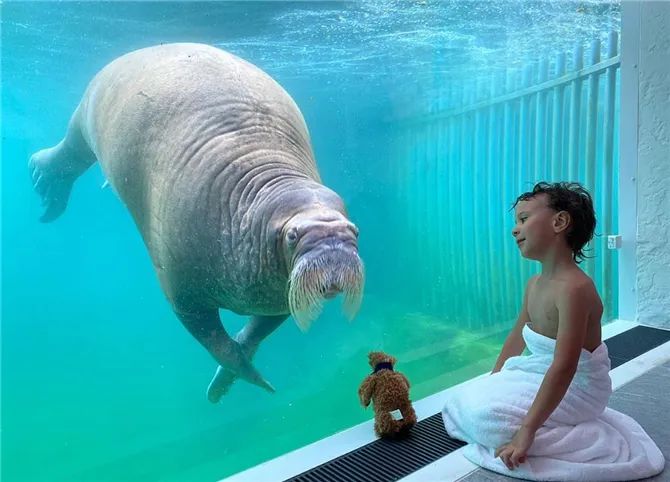 神仙度假村：可以跟海象一起睡，高級套房還能靠近北極熊！