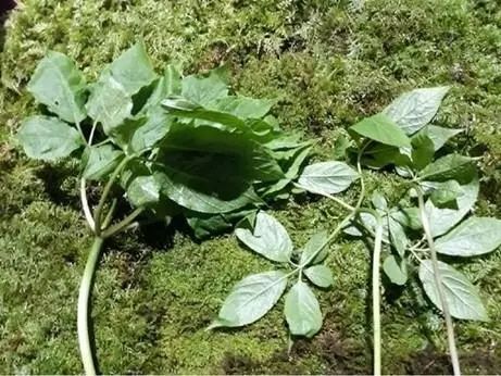 祭祀祖母托夢!韓國男子采到罕見百年野山參價(jià)值1億韓元