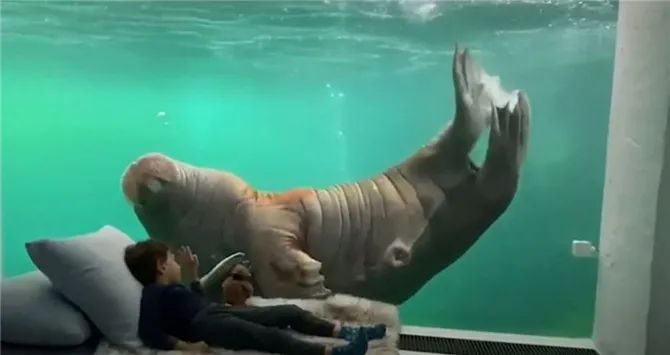 神仙度假村：可以跟海象一起睡，高級套房還能靠近北極熊！