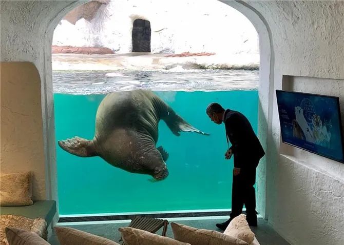 神仙度假村：可以跟海象一起睡，高級套房還能靠近北極熊！