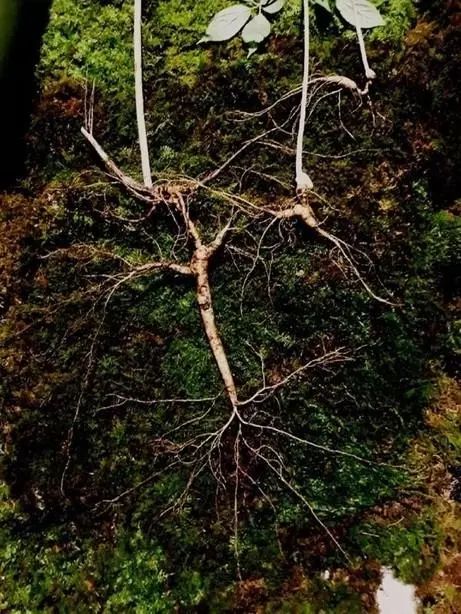 祭祀祖母托夢!韓國男子采到罕見百年野山參價(jià)值1億韓元