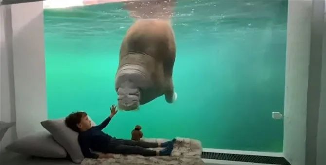 神仙度假村:可以跟海象一起睡,高級套房還能靠近北極熊!