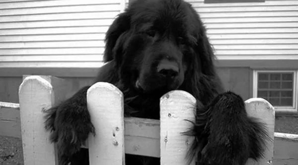 動物為什么會自殺？黑狗2次跳河死意堅決、企鵝獨自走進深山等死