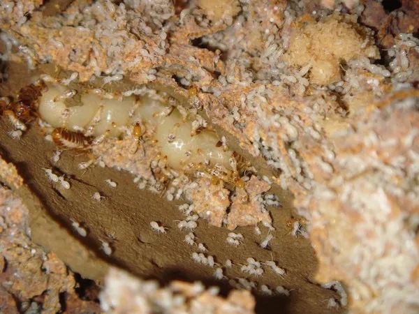 動物為什么會自殺？黑狗2次跳河死意堅決、企鵝獨自走進深山等死