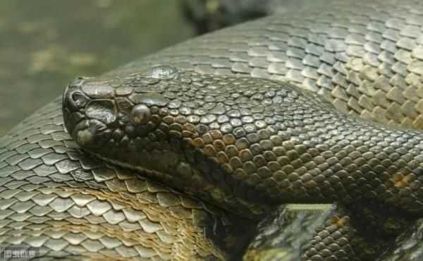 1936年，江蘇射陽大蛇的傳說