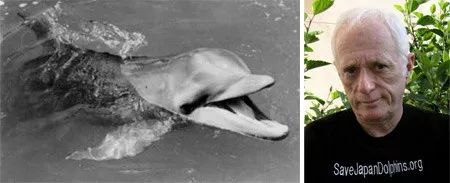 動物為什么會自殺？黑狗2次跳河死意堅決、企鵝獨自走進深山等死