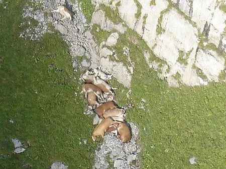 動物為什么會自殺？黑狗2次跳河死意堅決、企鵝獨自走進深山等死