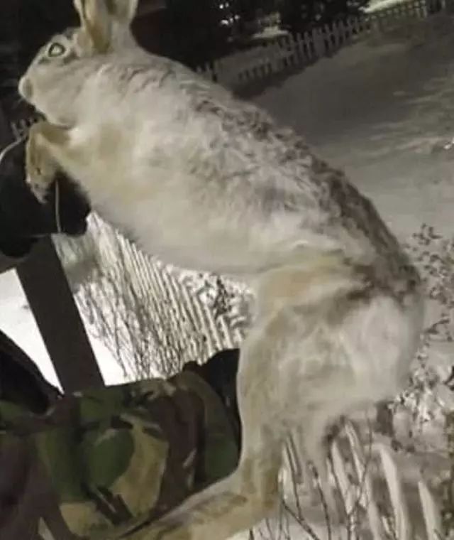 零下56度急速冷凍!野兔活生生凍成冰棒,狗狗生前姿勢令人不舍!