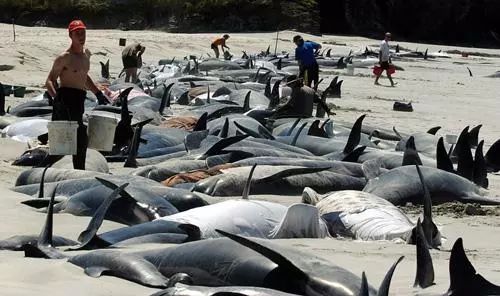 動物為什么會自殺？黑狗2次跳河死意堅決、企鵝獨自走進深山等死