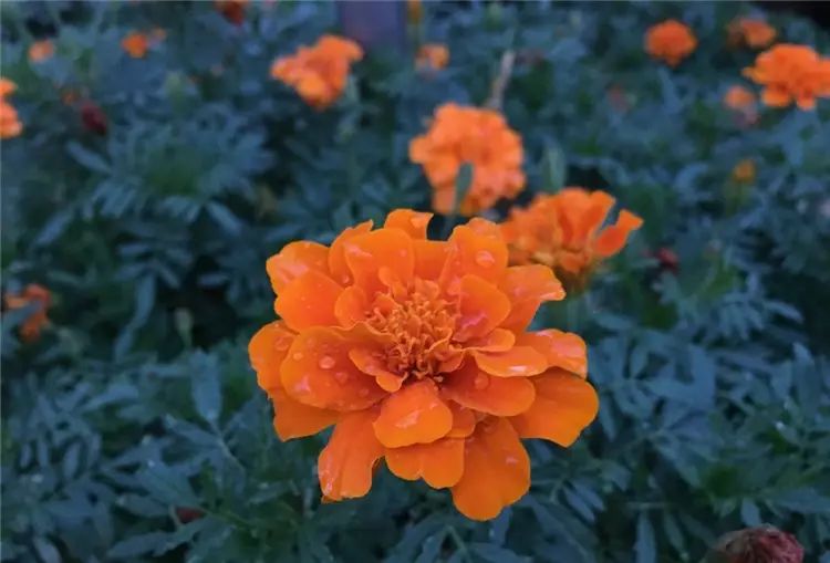 iPhone 8開箱初試:效能、拍攝讓人驚艷,期待iPhone X