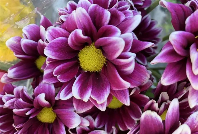 iPhone 8開箱初試:效能、拍攝讓人驚艷,期待iPhone X