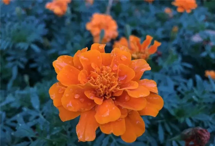 iPhone 8開箱初試:效能、拍攝讓人驚艷,期待iPhone X