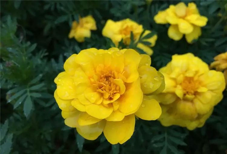 iPhone 8開箱初試:效能、拍攝讓人驚艷,期待iPhone X