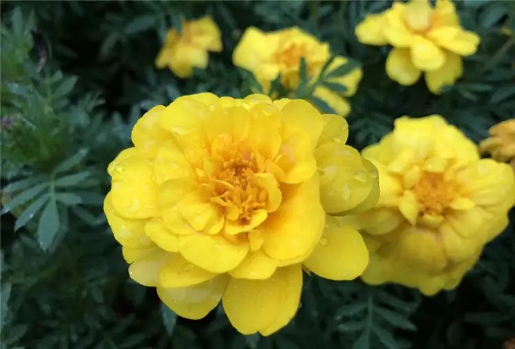 iPhone 8開箱初試:效能、拍攝讓人驚艷,期待iPhone X