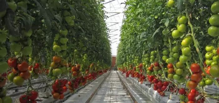 沙漠農場在沒有土壤、地下水、農藥的情況下種出17000噸的食物!