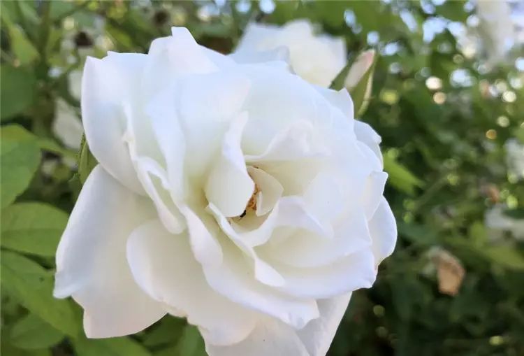 iPhone 8開箱初試:效能、拍攝讓人驚艷,期待iPhone X