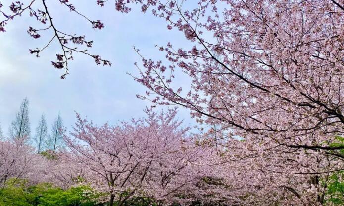武漢櫻花盛放之時:迷人開花和凋謝的時節 武漢櫻花盛放之時:迷人開花和凋謝的時節