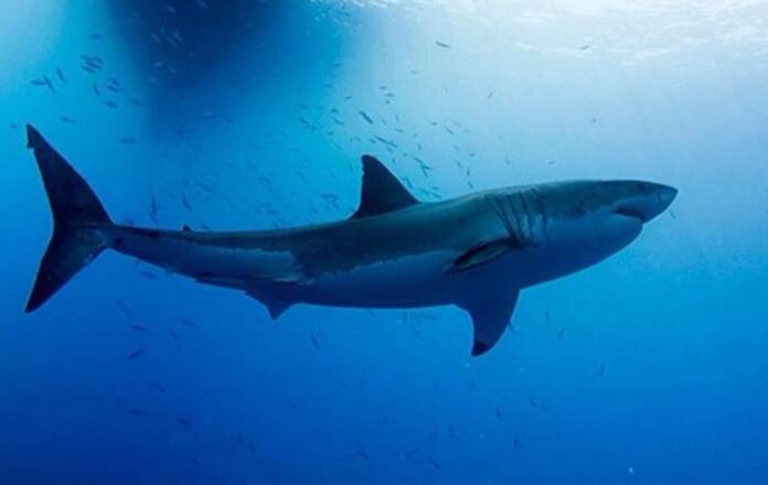 虎鯊和虎鯨誰厲害